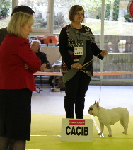 Ellora des fleurs d'anges - 1er excellent CACS + CACIB classe ouverte femelle caille
