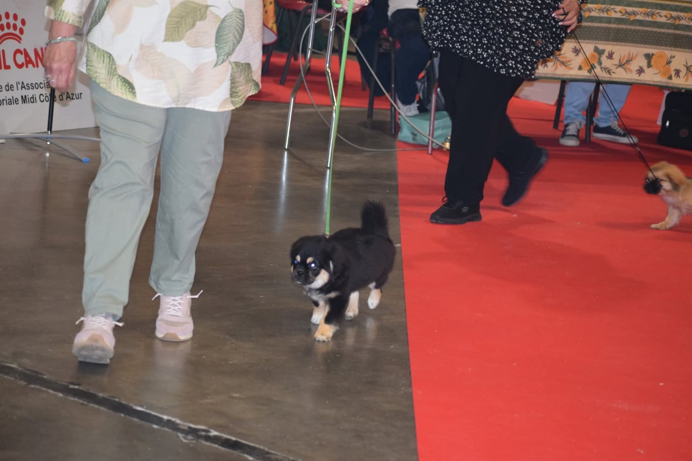 Bugatti Du Berceau D'Ellora - 1er très prometteur baby femelles