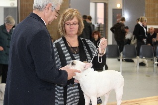 Ellora des fleurs d'anges - 1er excellent + CACS, classe ouverte femelle caille
