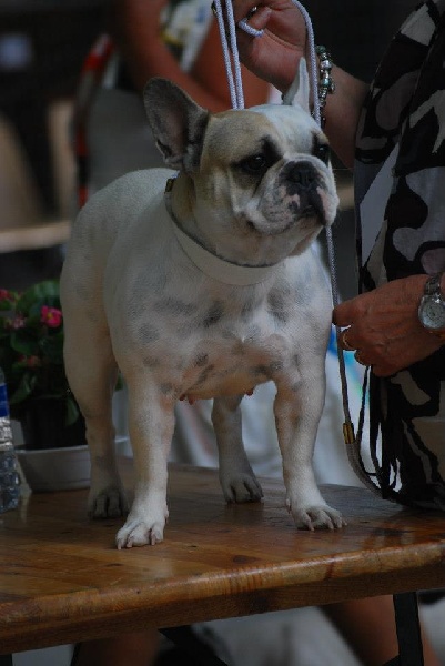 Ellora des fleurs d'anges - 1er excellent classe ouverte femelle caille + RCACS