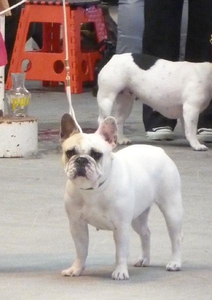 Ellora des fleurs d'anges - 3e excellent classe ouverte femelle caille