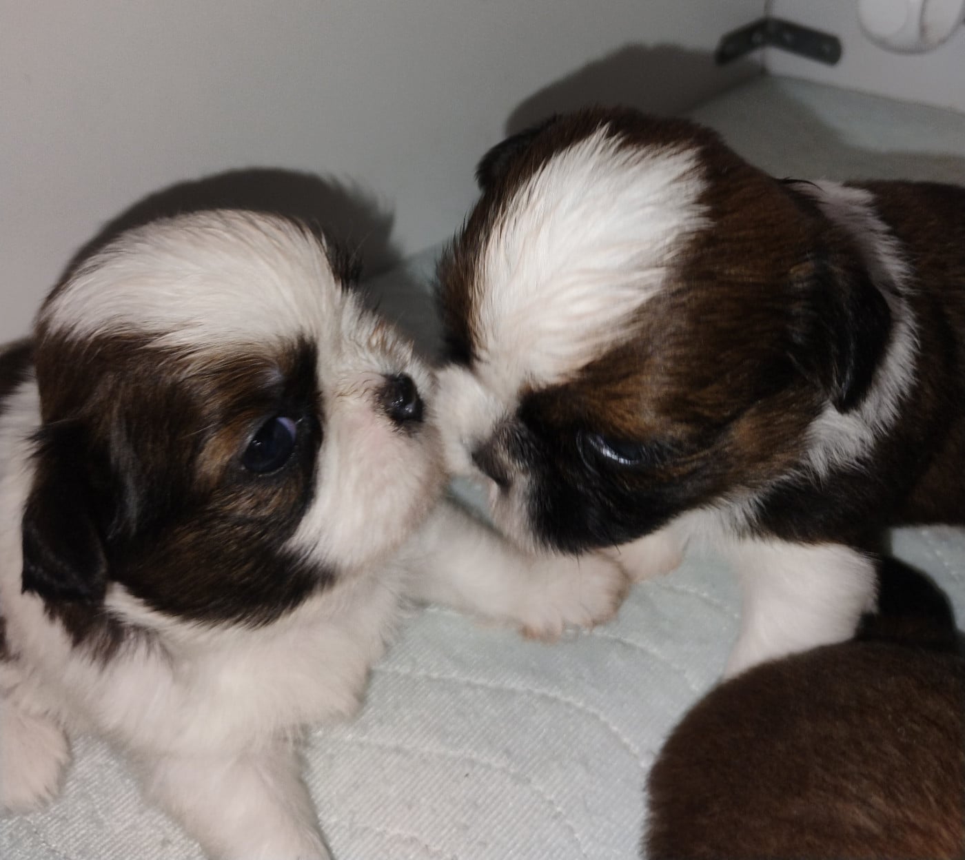 Chiot Shih Tzu