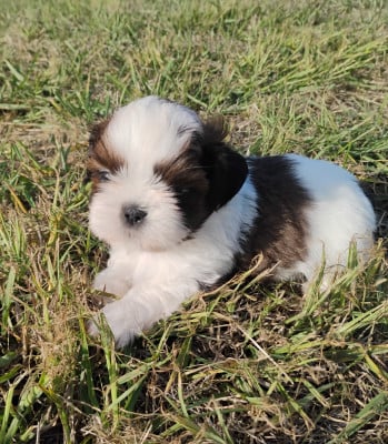 Les chiots de Shih Tzu