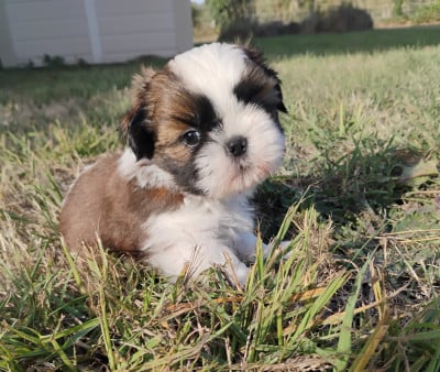 Les chiots de Shih Tzu