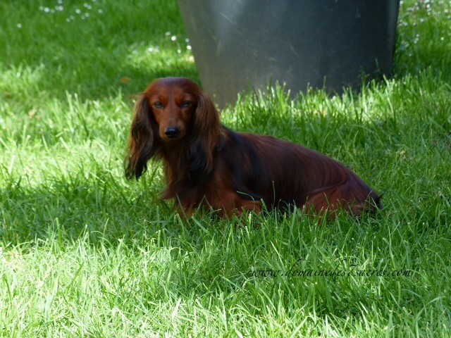 Publication : Des Sept Sacres Auteur : d7S