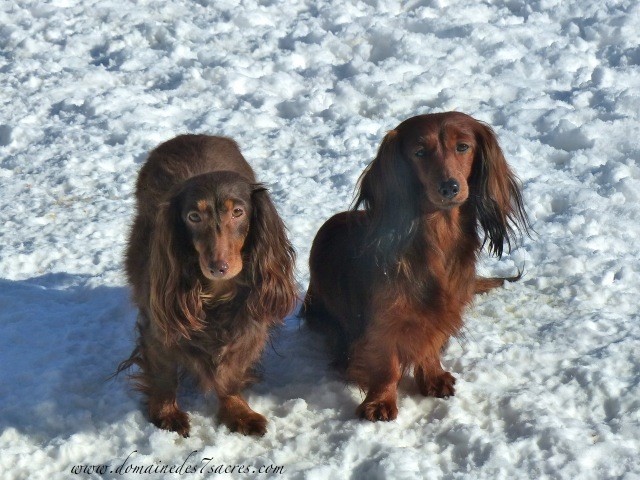 Publication : Des Sept Sacres Auteur : d7S