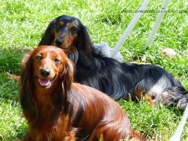 Publication : Des Sept Sacres Auteur : d7S