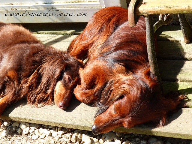 Publication : Des Sept Sacres Auteur : d7S