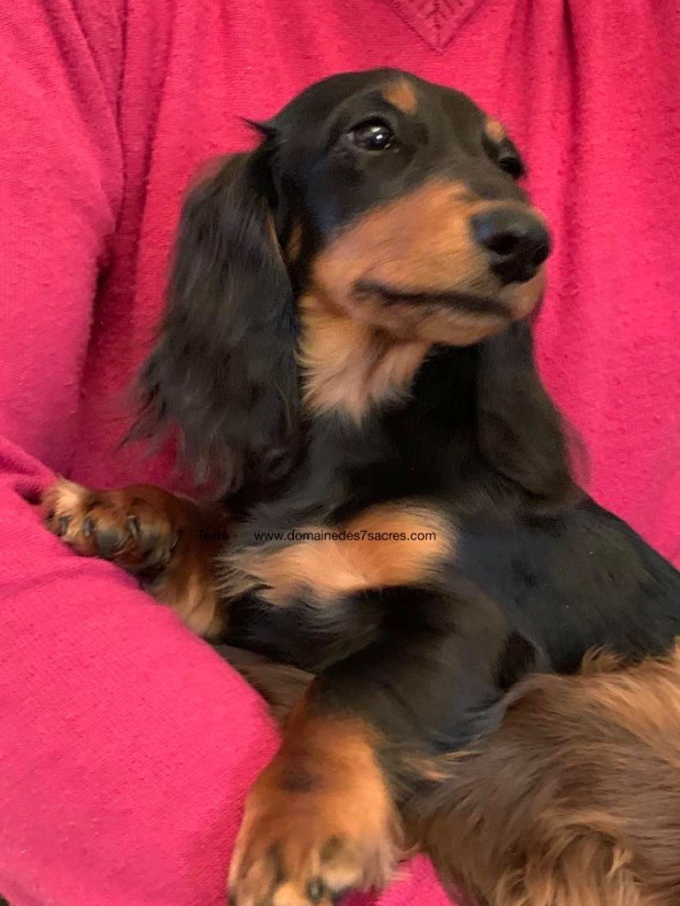 Publication : Du Domaine De Friskhaven Auteur : D7S