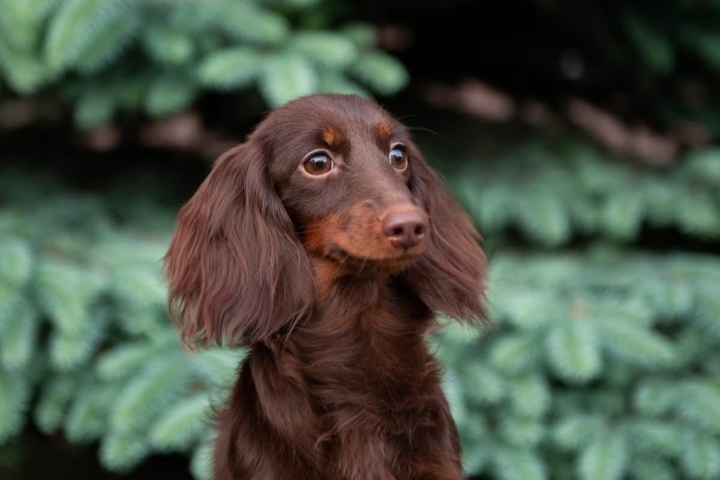 slavental Garmonia sonatina