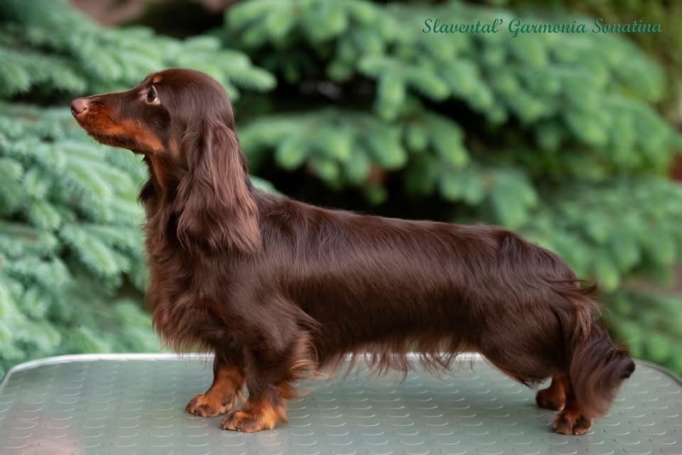 slavental Garmonia sonatina