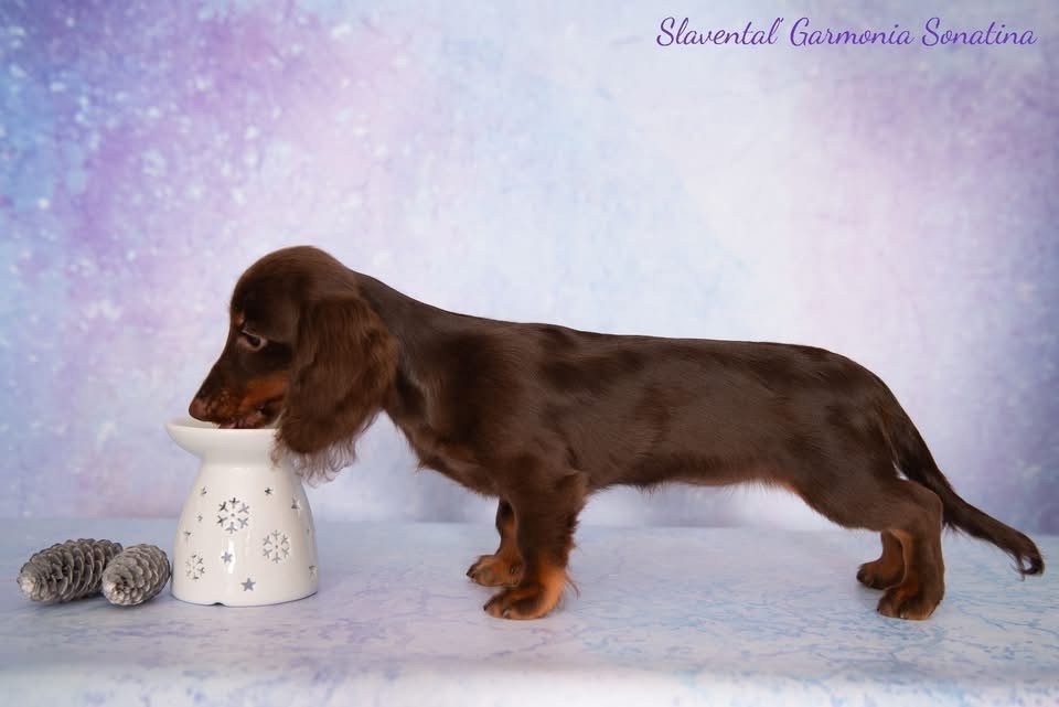 slavental Garmonia sonatina