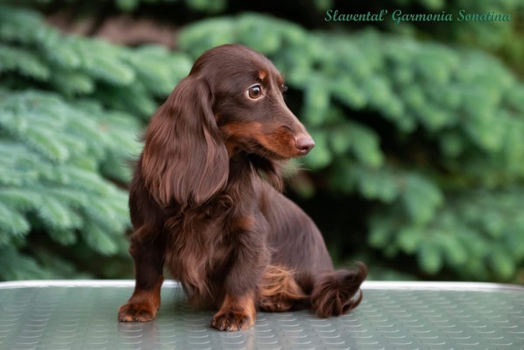 slavental Garmonia sonatina