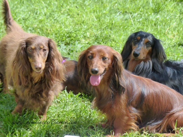 Publication : Des Sept Sacres Auteur : d7S