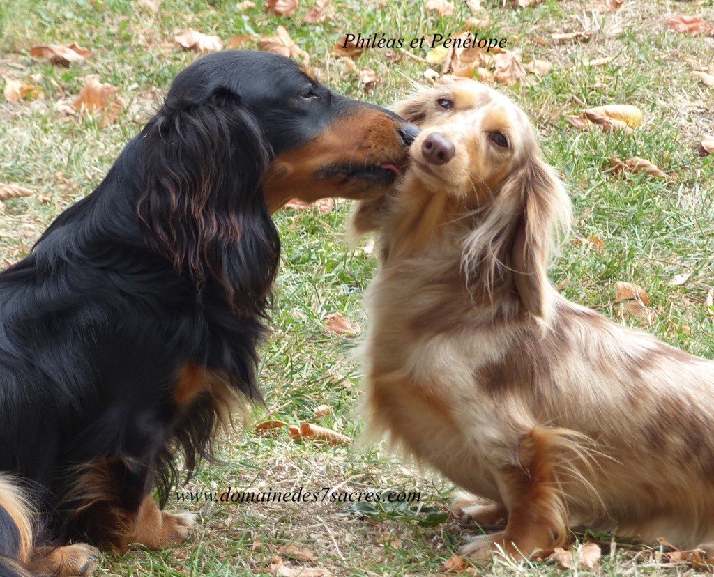 Publication : Du Domaine De Friskhaven Auteur : D7S