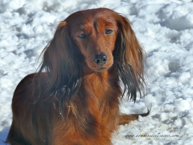 Publication : Des Sept Sacres Auteur : d7S