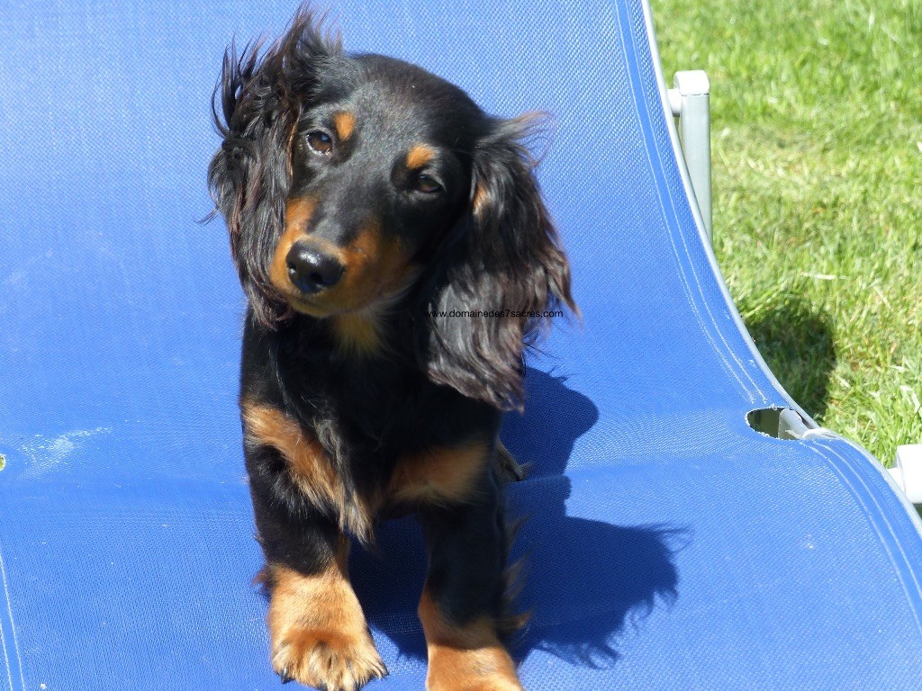 Publication : Du Domaine De Friskhaven Auteur : D7S