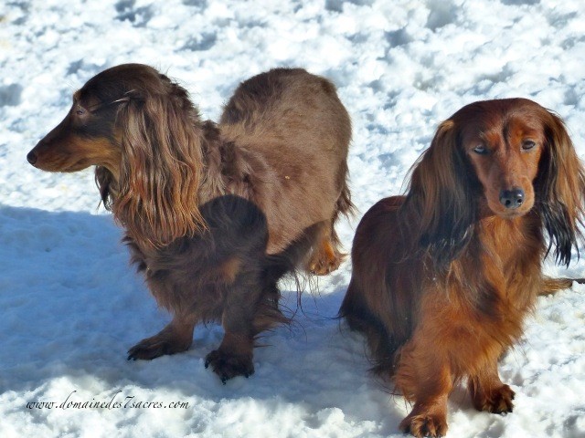 Publication : Des Sept Sacres Auteur : d7S