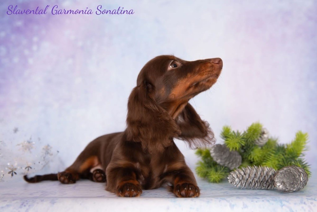 slavental Garmonia sonatina