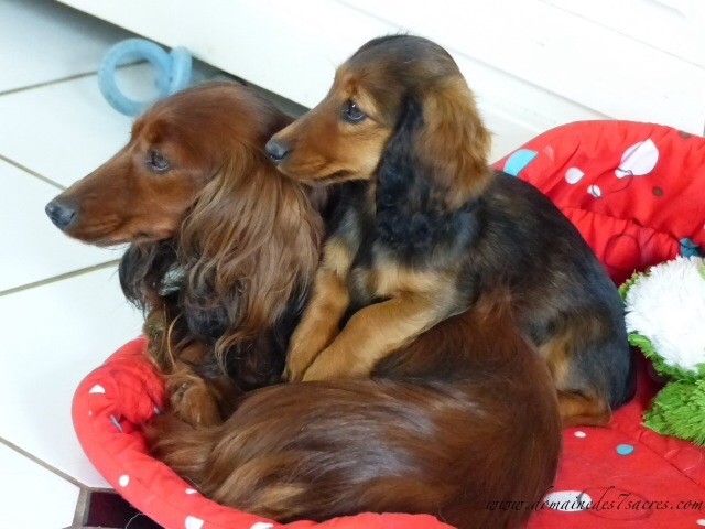 Publication : Des Sept Sacres Auteur : d7S