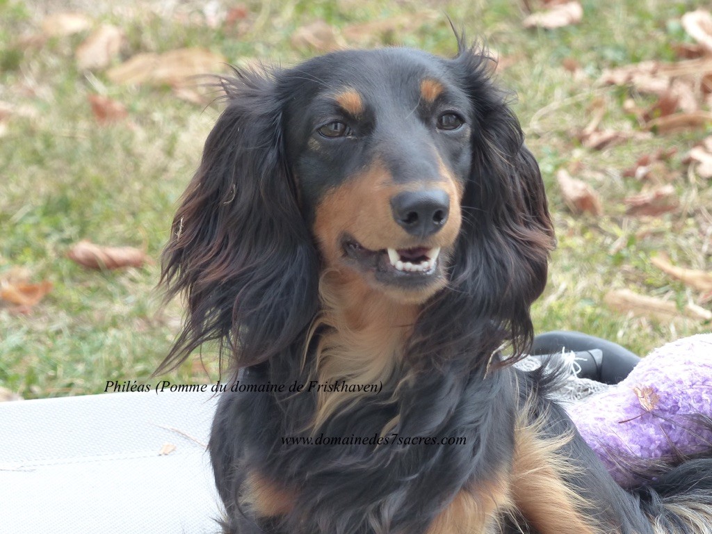 Publication : Du Domaine De Friskhaven Auteur : D7S