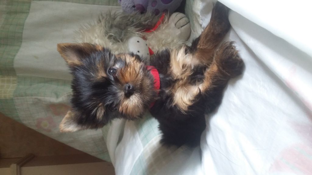 Yorkshire Terrier
