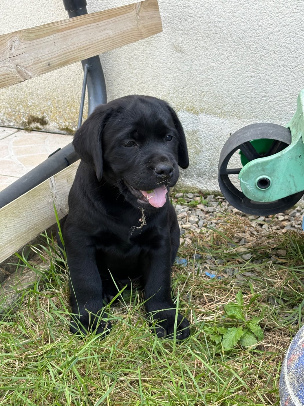 Labrador Retriever - Angelcraft