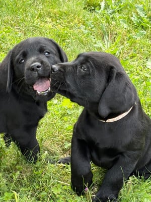 Les chiots de Labrador Retriever