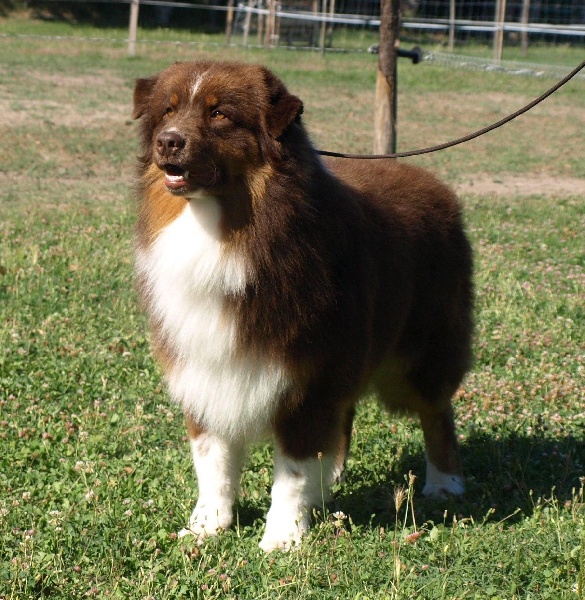 Elios red Of windjana ridge - EXCELLENT