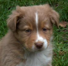 Publication : Des Anges De Crystal