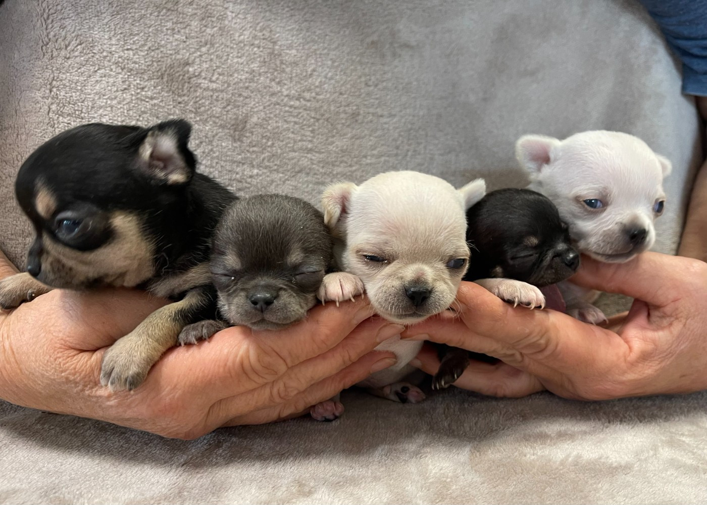 Chihuahua - Des Barons De Maule