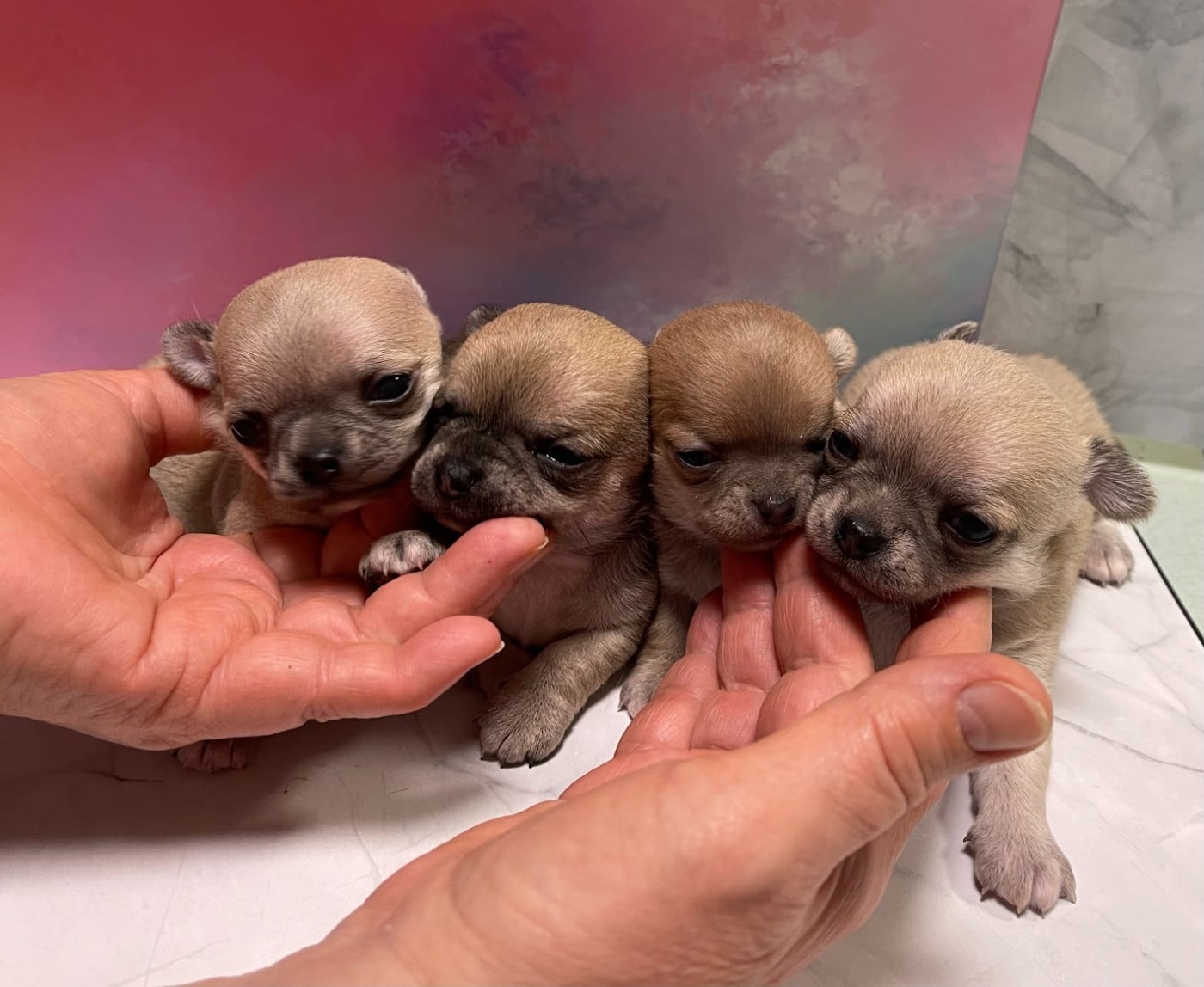 Chihuahua - Des Barons De Maule