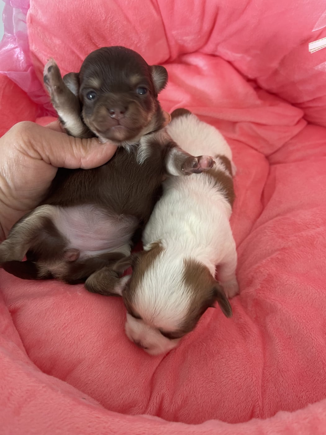 Chihuahua - Des Barons De Maule
