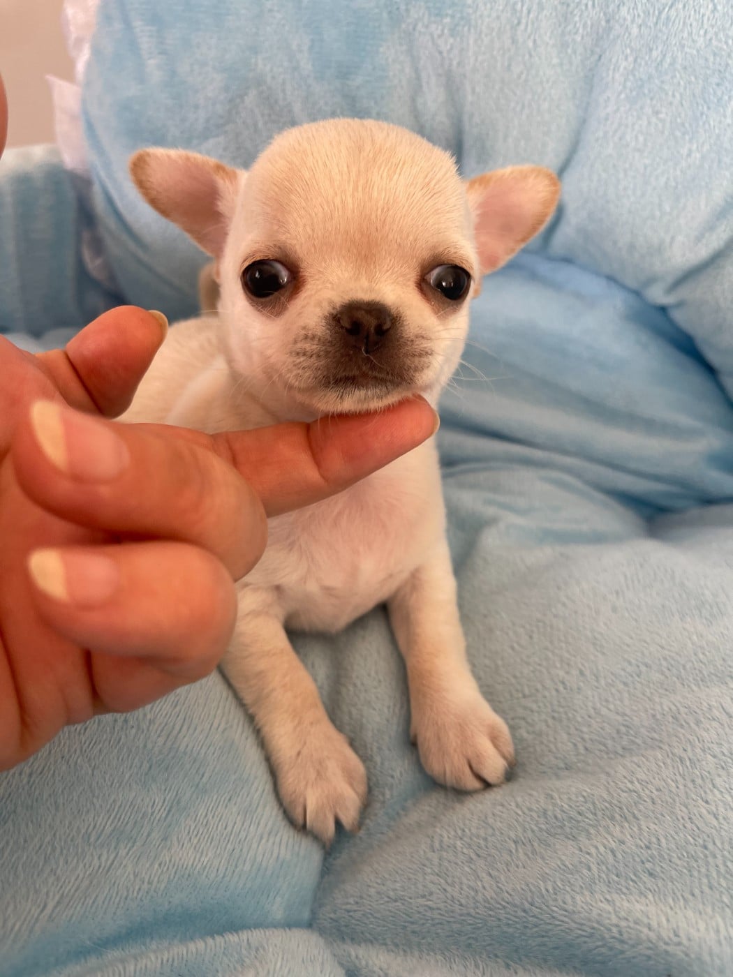 Chihuahua - Des Barons De Maule