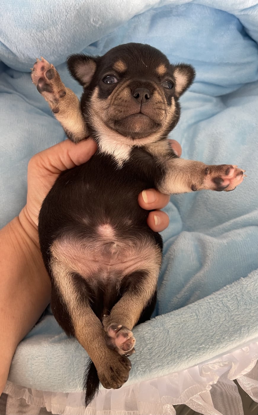 Chihuahua - Des Barons De Maule