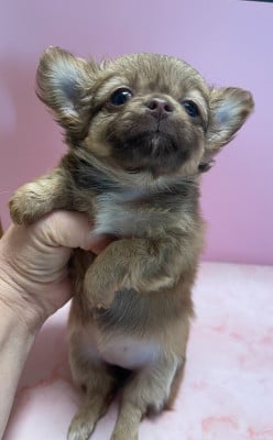 Les chiots de Chihuahua