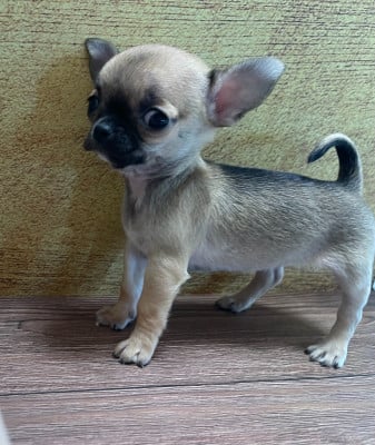Les chiots de Chihuahua