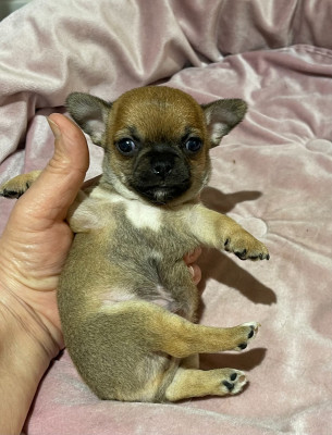 Les chiots de Chihuahua