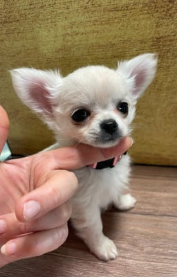 Les chiots de Chihuahua