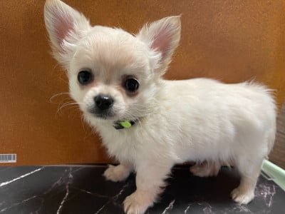 Les chiots de Chihuahua