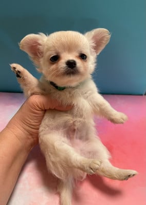 Les chiots de Chihuahua