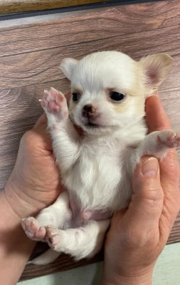 Les chiots de Chihuahua