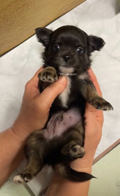 Les chiots de Chihuahua