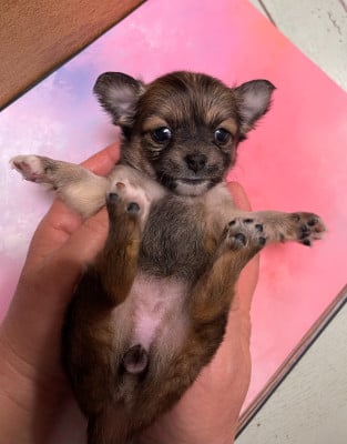 Les chiots de Chihuahua