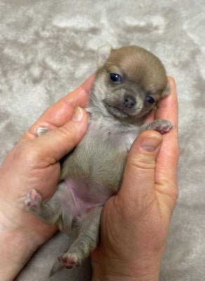 Les chiots de Chihuahua