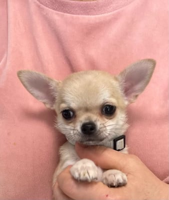 Les chiots de Chihuahua