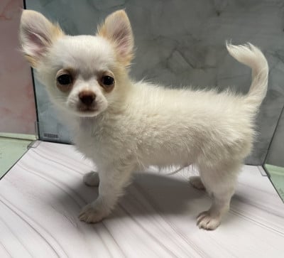 Les chiots de Chihuahua