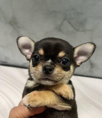 Les chiots de Chihuahua