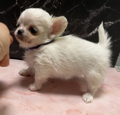 Les chiots de Chihuahua