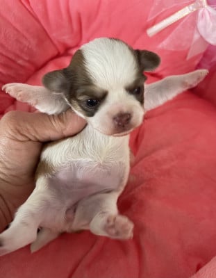Les chiots de Chihuahua